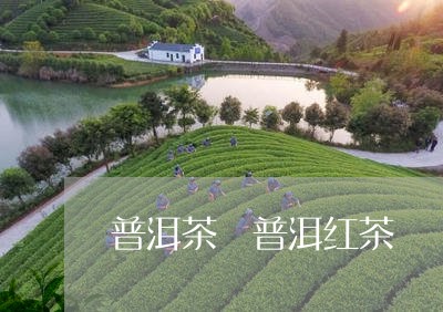 普洱茶 普洱红茶/2023031752527